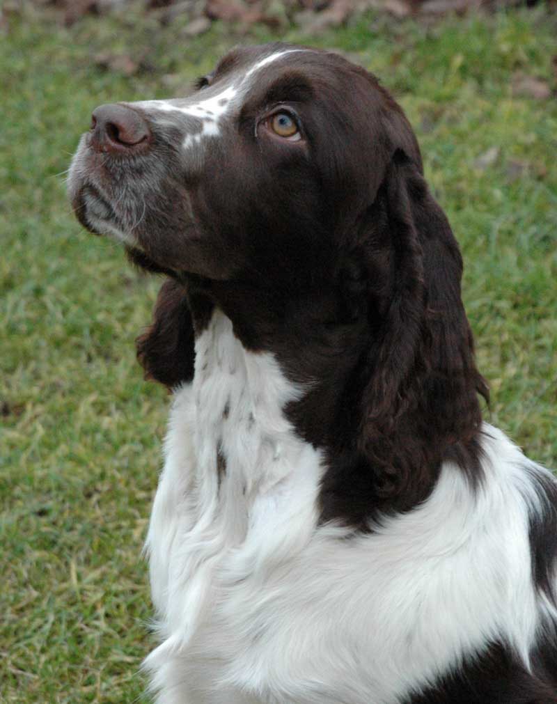 BRAC GERMAN CU PAR LUNG